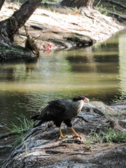 aves a la orilla del rio