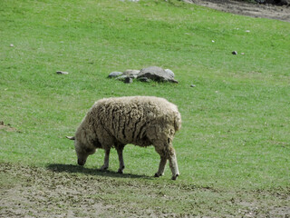 Animales de granja en libertada