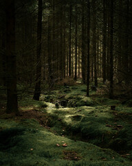 Vertical shot of a mysterious dark forest with tall trees