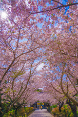 建長寺の満開の桜