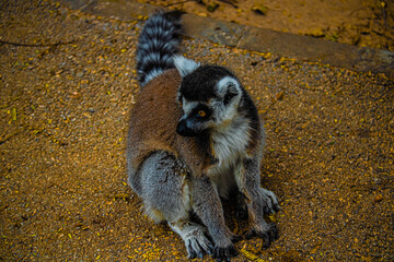lemur sitting on the ground