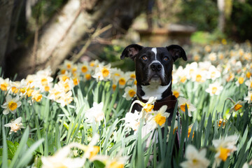 American Staffordshire Terrier in a field of daffodils