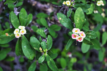 Kleine weißpinke Blumen 