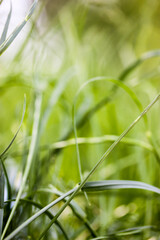 Background of lush green grass growing in a clearing in a park, forest, woods, on a lawn, field. Vertical wallpaper with natural grasses texture. Ecology, green plants nature concept. Blurred backdrop