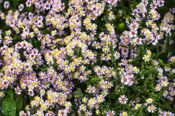 Kleine rosa Blumen mit gelber Mitte 