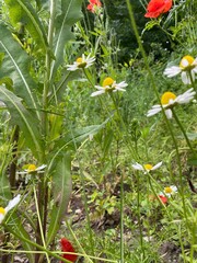 flowers in a field