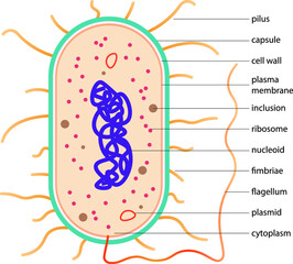 Typical prokaryotic cell. Scheme of typical bacteria