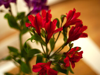Alstroemeria flower with red buds