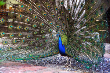 Obraz premium Pavo real