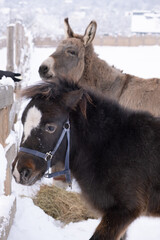 Fototapeta premium Donkey on the farm. Farming. A black and gray mule are grazing in a paddock outdoors. Pets, animals for moving goods. Veterinary.