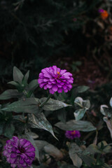 The Purple Plant