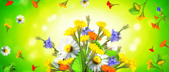 Fototapeta na wymiar Flowers and herbs. Spring creative floral composition.