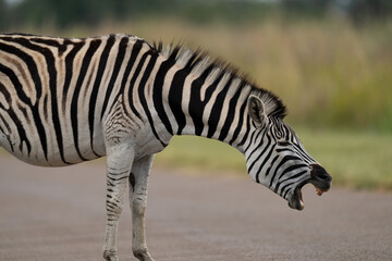Wild tame Zebra Yawning with bad health, very ill and not well. underweight