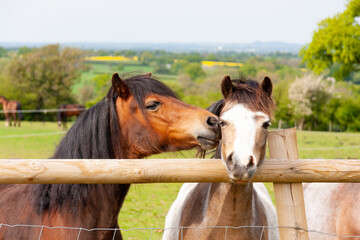 Whispering sweet nothings- pretty bay pony appears to be speaking into the ear of the pony stood next to it as they look over wooden fence in field in Shropshire countryside.