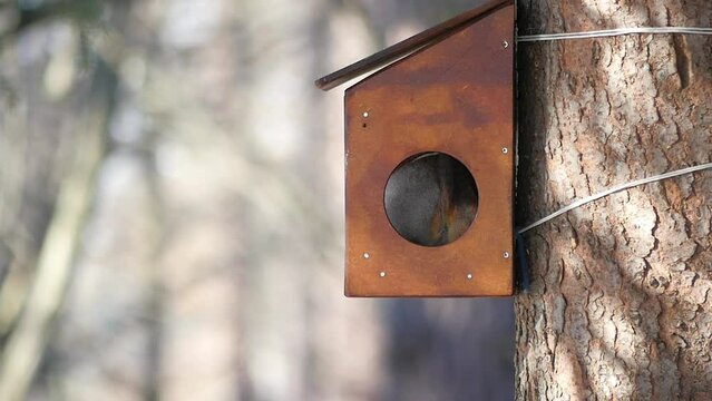 The squirrel feeds in a feeder on a tree.