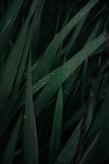 rain drops on the grass