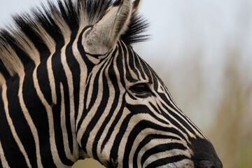 Fototapeta na wymiar Close up of zebra face showing the patterns and textures of wildlife