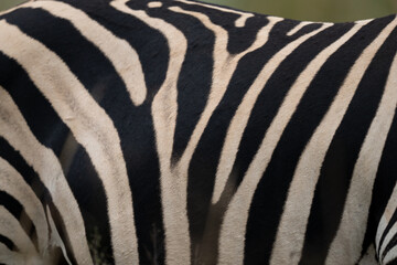 Fototapeta na wymiar a very unique Zebra Hide print pattern in the wild