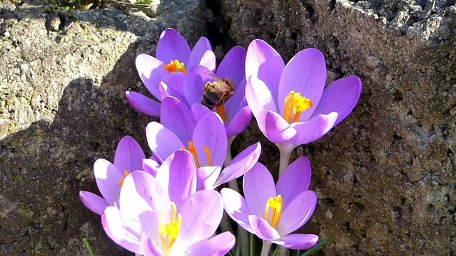Flei&szlig;ige Biene sammelt Pollen auf lila Krokussen zum Fr&uuml;hlingsanfang. Gelbe Pollens&auml;cke h&auml;ngen an den Hinterbeinen der Biene. Insekten tummeln sich auf Blumen Bl&uuml;ten und sammeln Nahrung wie Nektar.