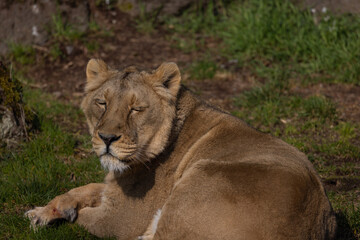 A lion lies comfortably in the grass and looks at the visitors of his territory. What a majestic animal this big cat is.