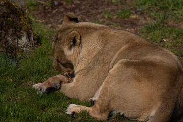 A lion lies comfortably in the grass and looks at the visitors of his territory. What a majestic animal this big cat is.