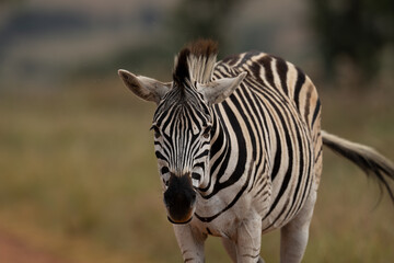tame striped Zebra in the wild walking and shaking its head to fend off the flies. taken in Rietvlei nature reserve in South Africa 