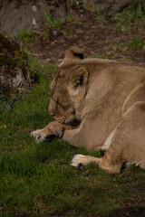 A lion lies comfortably in the grass and looks at the visitors of his territory. What a majestic animal this big cat is.