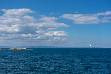 Seagull soars above the sea. Daytime seascape