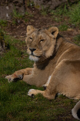 A lion lies comfortably in the grass and looks at the visitors of his territory. What a majestic animal this big cat is.