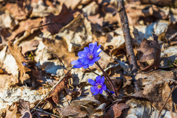 Violet flower or Hepatica Nobilis blooming in early springtime
