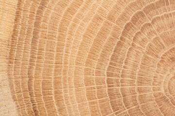 Jahresringe einer Eiche Nahaufnahme