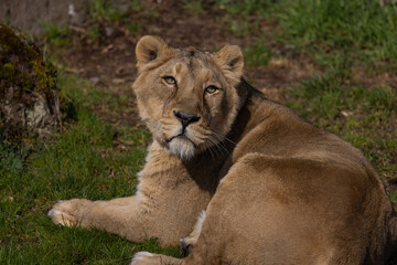 A lion lies comfortably in the grass and looks at the visitors of his territory. What a majestic animal this big cat is.