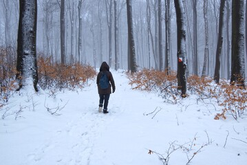 Spacer po lesie w zimowej scenerii