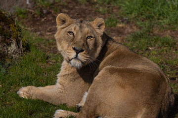 Fototapeta na wymiar A beautiful lioness lies in the grass and licks her paws. She is very tired and hungry and is always looking for food.