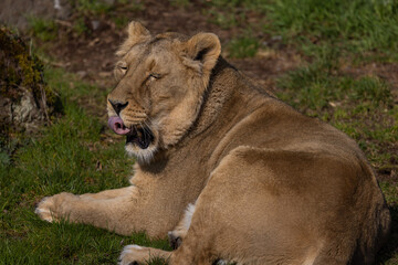 A beautiful lioness lies in the grass and licks her paws. She is very tired and hungry and is always looking for food.