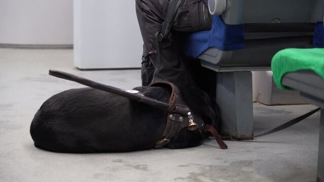 guide dog accompanies a blind man during a train ride on a trip around the city
