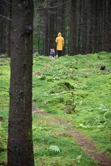 A young woman in yellow rain coat walking a dog
