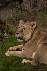 Fototapeta na wymiar A beautiful lioness lies in the grass and licks her paws. She is very tired and hungry and is always looking for food.