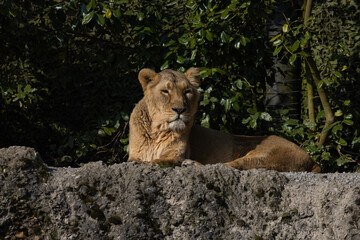 Two lions lie on the rock and look out for other animals to hunt. A wonderful creature that is mostly found in southern Africa such as Tanzania, South Africa or Botswana.