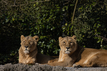 Fototapeta na wymiar Two lions lie on the rock and look out for other animals to hunt. A wonderful creature that is mostly found in southern Africa such as Tanzania, South Africa or Botswana.