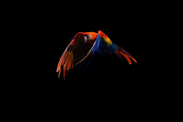 Ara sur fond noir © Violaine