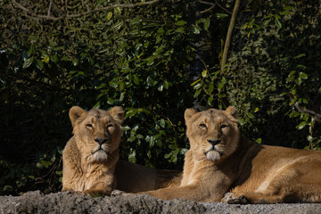 Two lions lie on the rock and look out for other animals to hunt. A wonderful creature that is mostly found in southern Africa such as Tanzania, South Africa or Botswana.