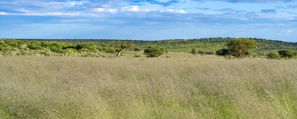 Namibia, panorama of the savannah, wild landscape
