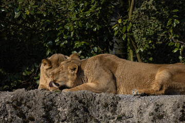 Two lions are preening each other on a rock and it looks like they love each other very much. They could also be siblings. The lions are very much in danger of extinction.