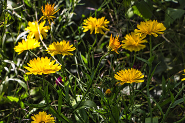 Ein Busch voller Ringelblumen 