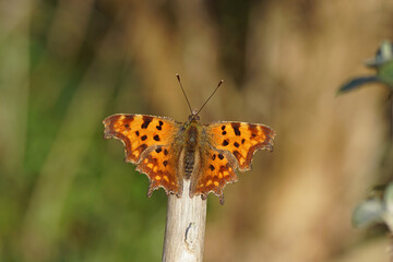 Comma (Polygonia c album), family Nymphalidae. Sunbathing on a pruned branch of a butterfly bush in spring. Faded Dutch garden. March, Netherlands
