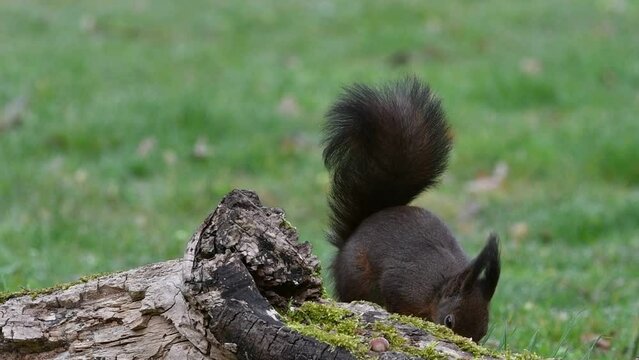 Eurasian red squirrel (Sciurus vulgaris) stealing hazelnuts from food cache hidden in tree stump and running away with the nuts to hide them in meadow