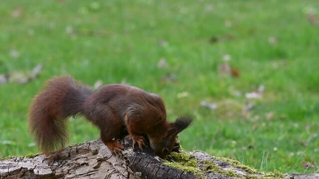 Eurasian red squirrel (Sciurus vulgaris) stealing hazelnuts from food cache hidden in tree stump and running away with the nuts