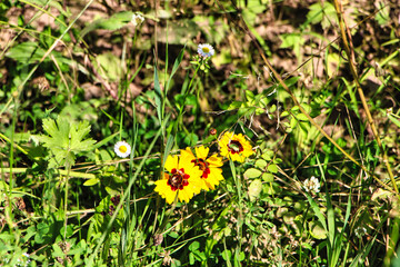 Gelbe Blume mir einem rotem Innen 