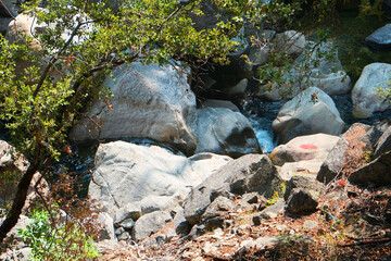 Creek stream with rock and tree next to Wawona Camp in Yosemite.